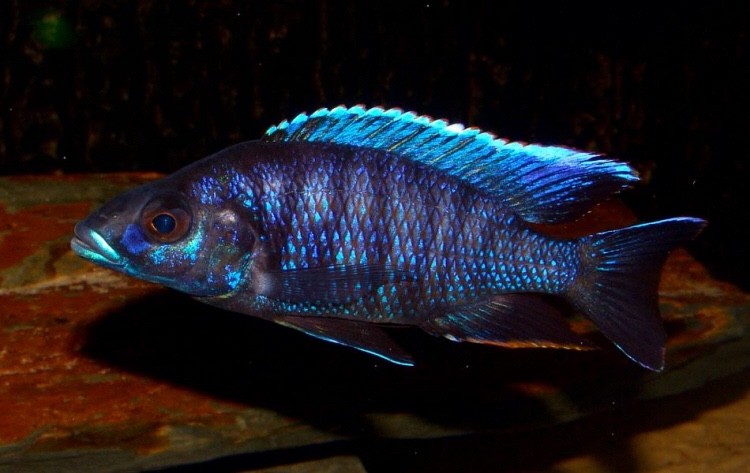 Otopharynx cf. lithobates 'Maleri Island'